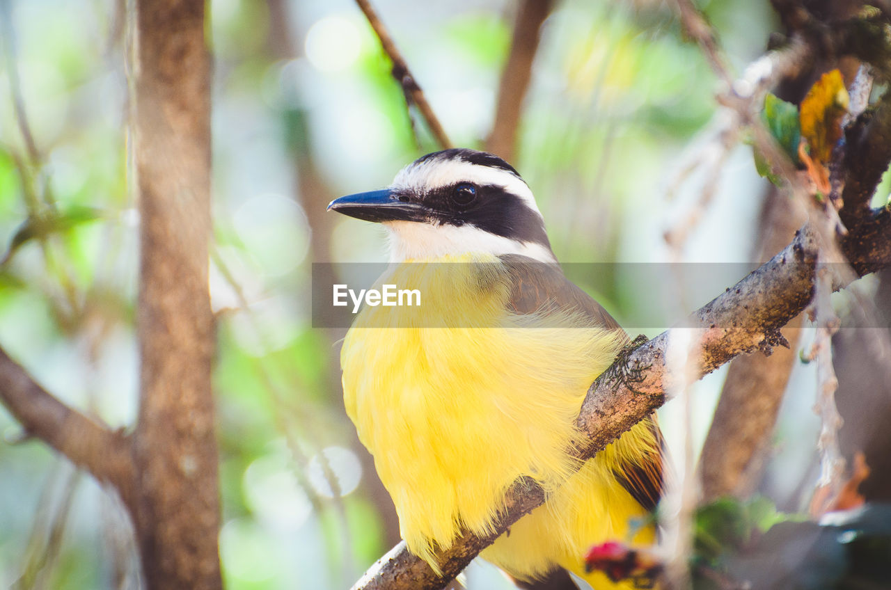 CLOSE-UP OF A BIRD PERCHING ON BRANCH