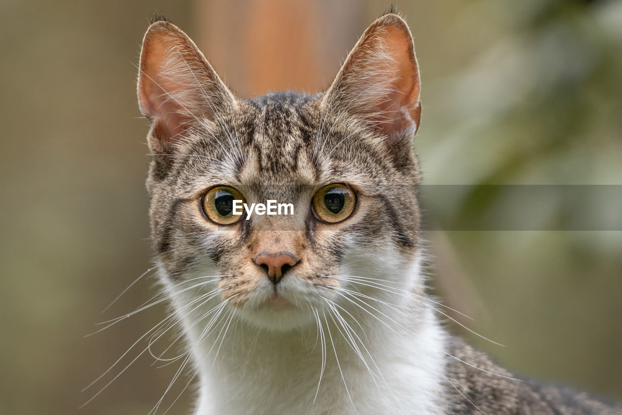 CLOSE-UP PORTRAIT OF CAT AGAINST SKY