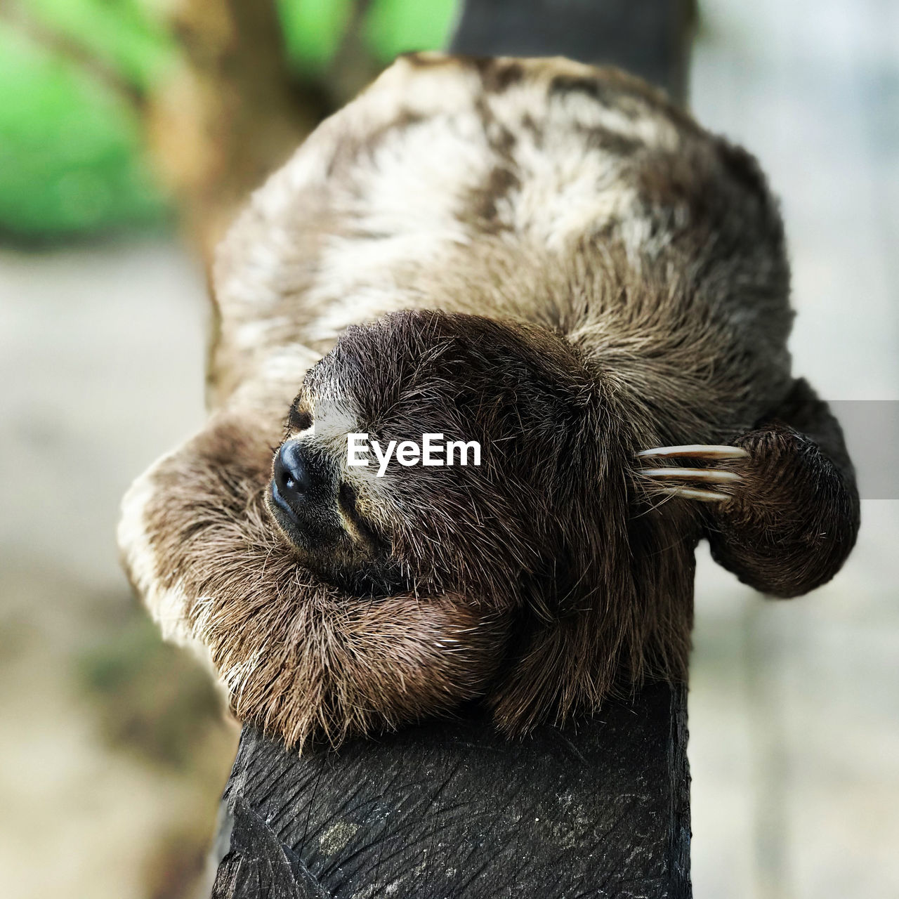 Close-up of sloth sleeping on branch