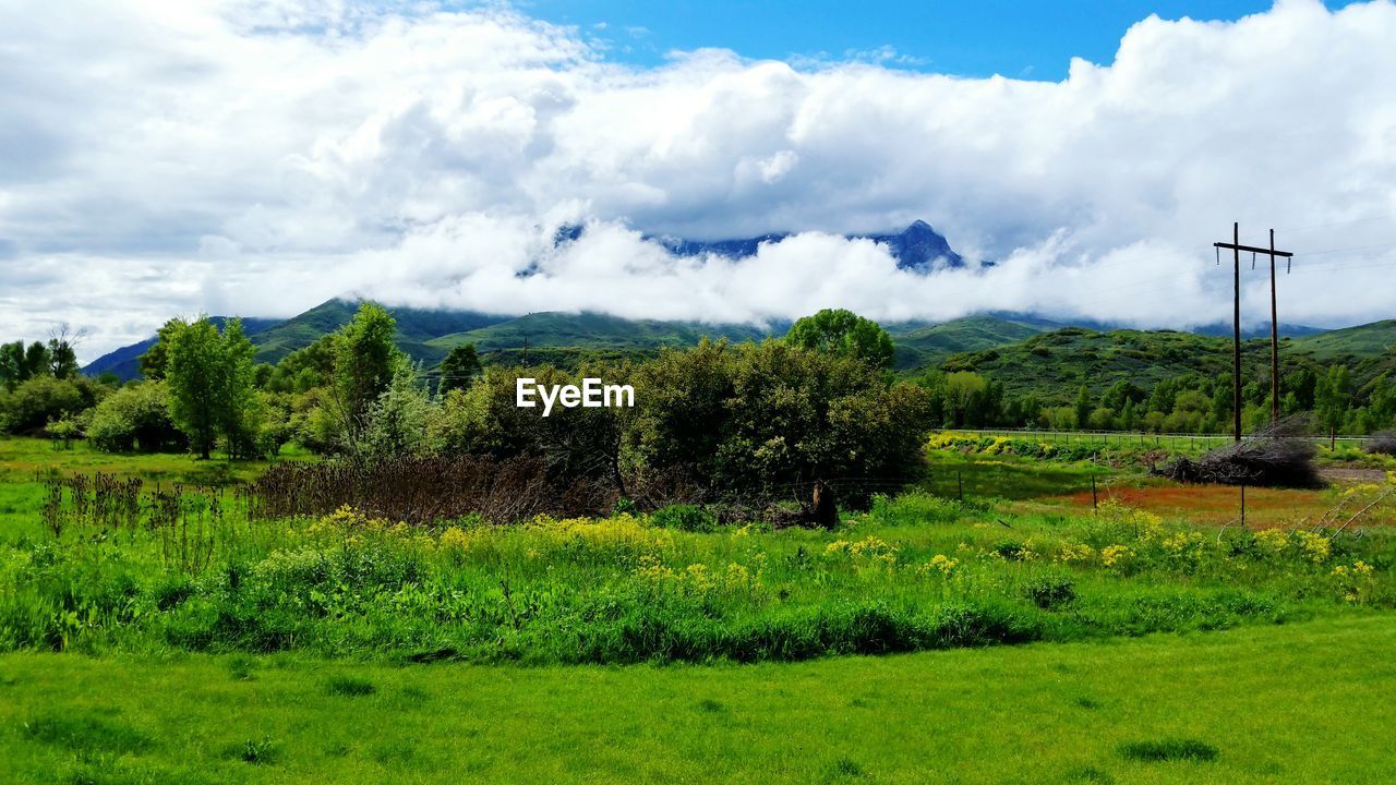 Trees and plants on field against cloudy sky