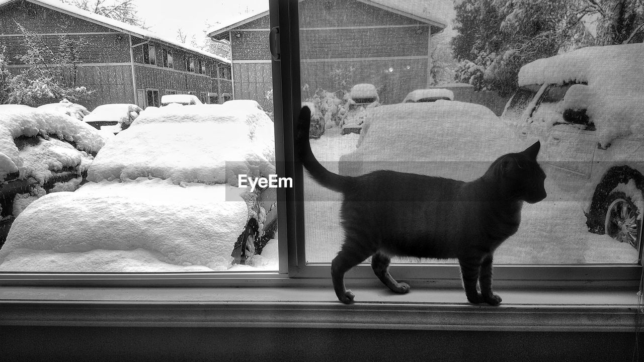 CAT STANDING ON WINDOW GLASS