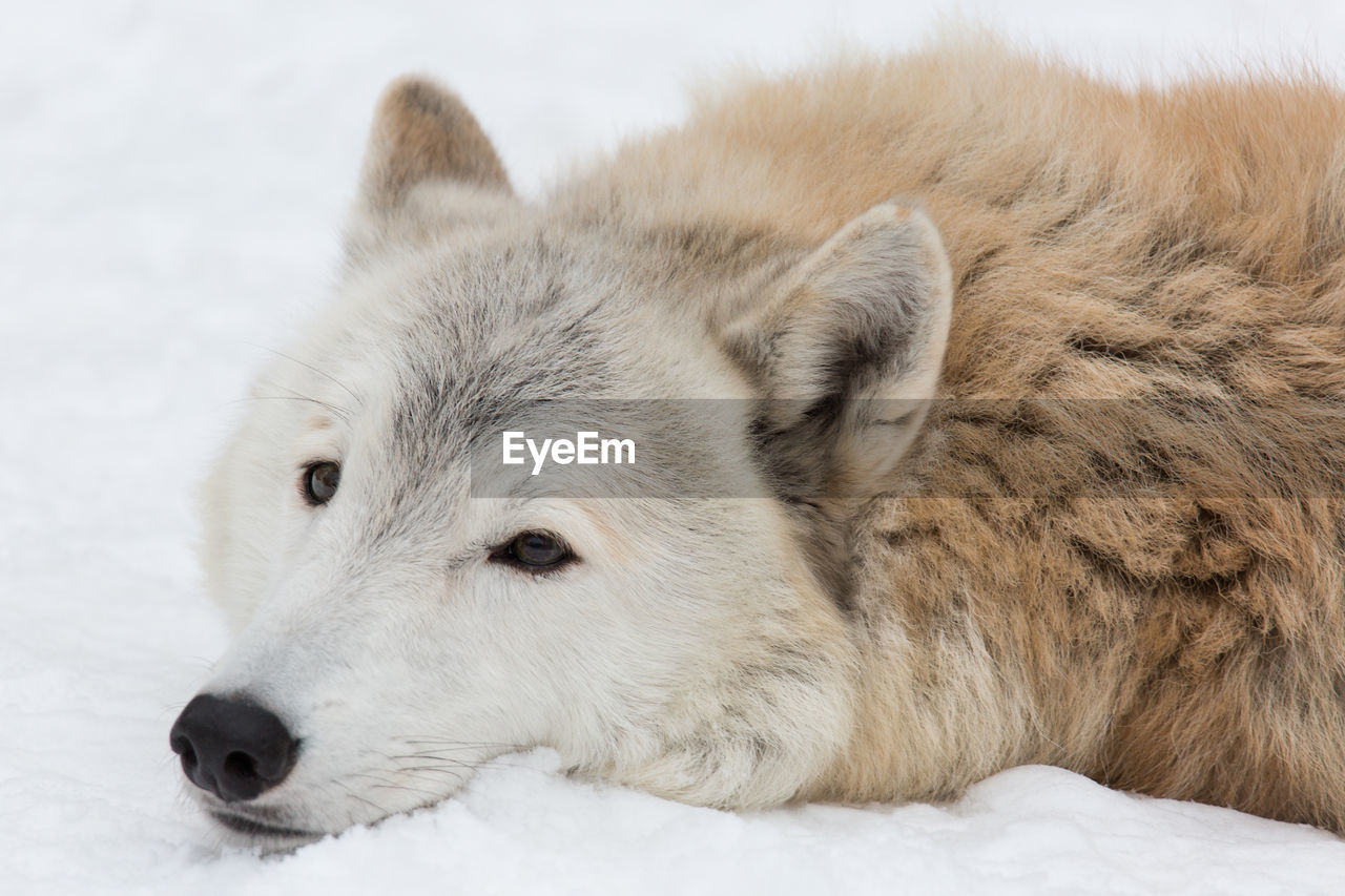 CLOSE-UP OF A DOG LYING ON SNOW