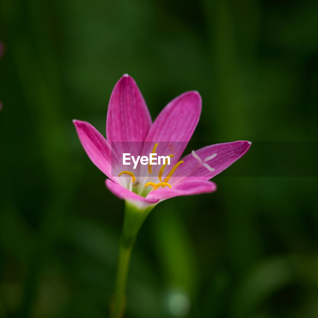 CLOSE-UP OF PINK LOTUS FLOWER BLOOMING OUTDOORS