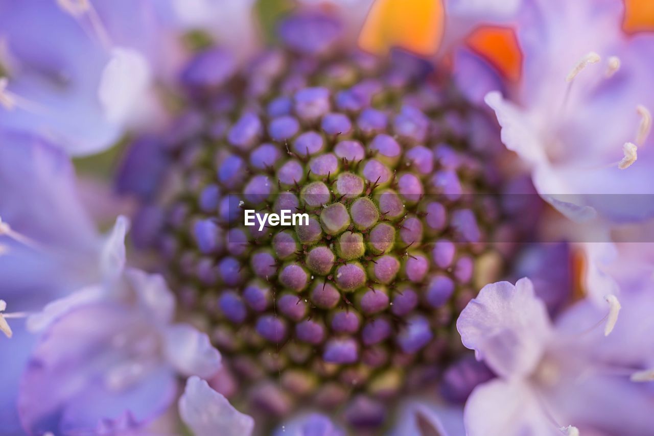 Close-up of purple flower