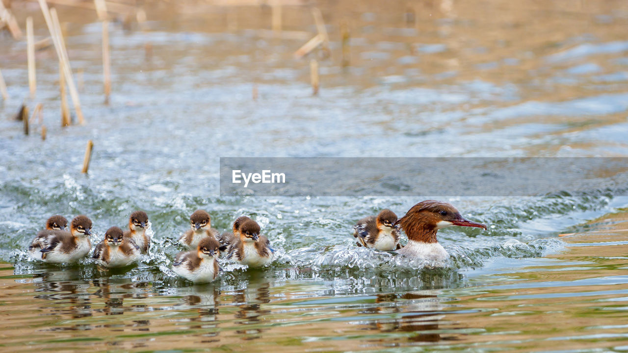 Goosanders in a lake