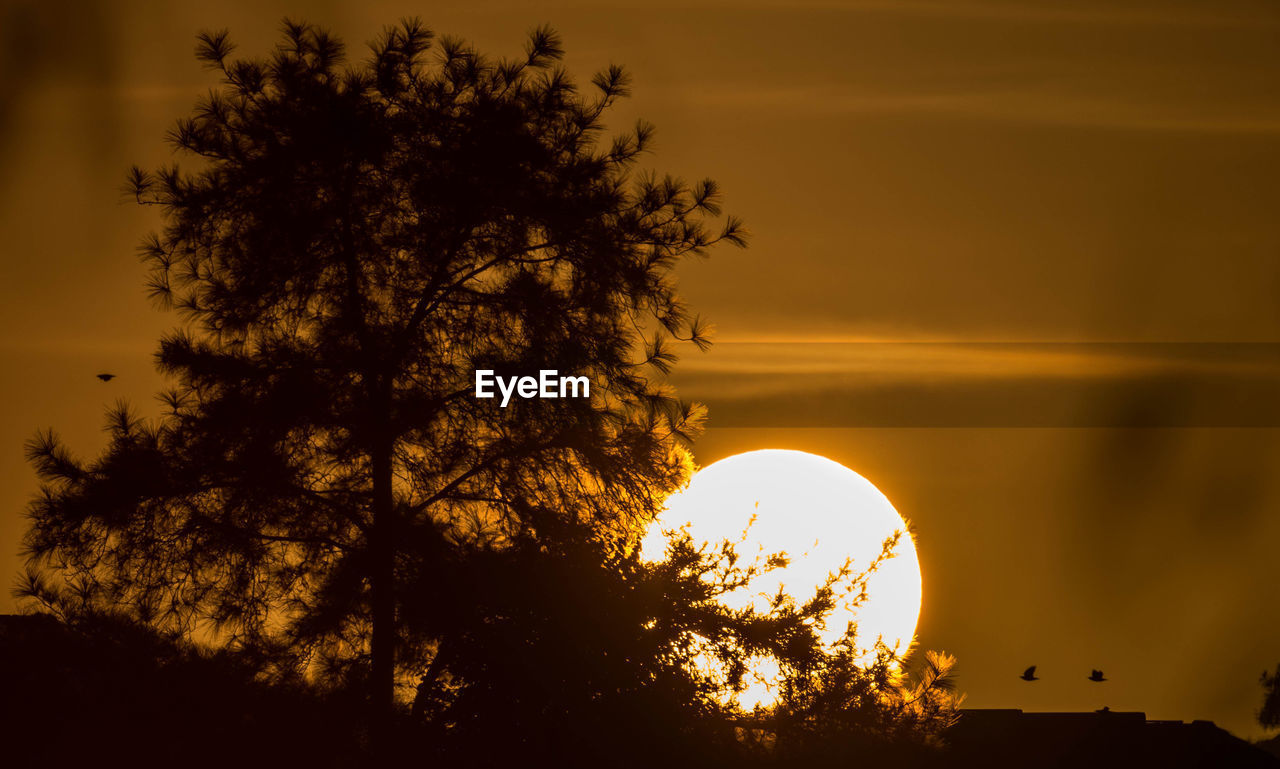 SILHOUETTE OF TREES AT SUNSET