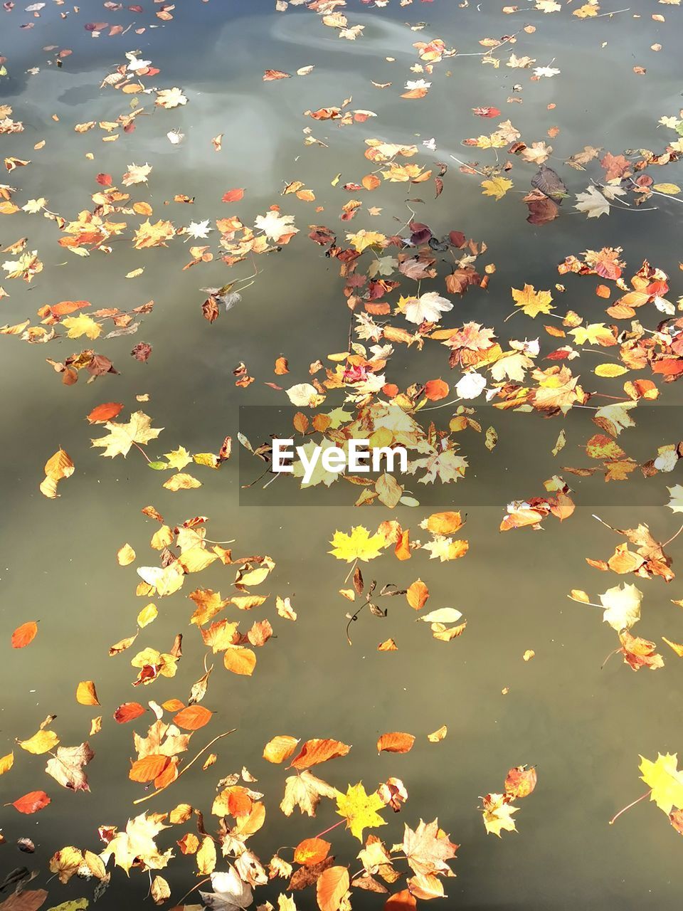 HIGH ANGLE VIEW OF FLOWERING PLANT FLOATING ON LAKE