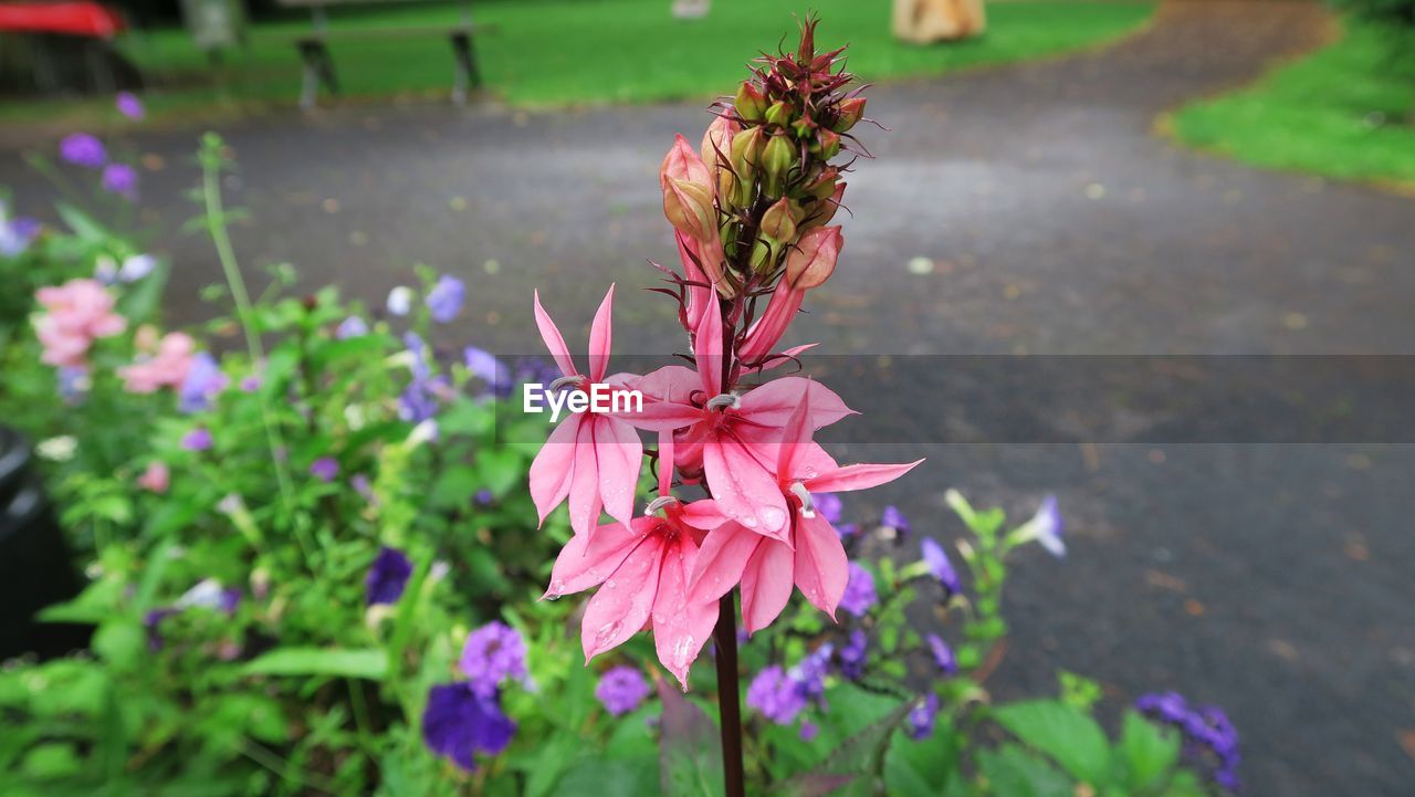 Close-up of pink flowers in park