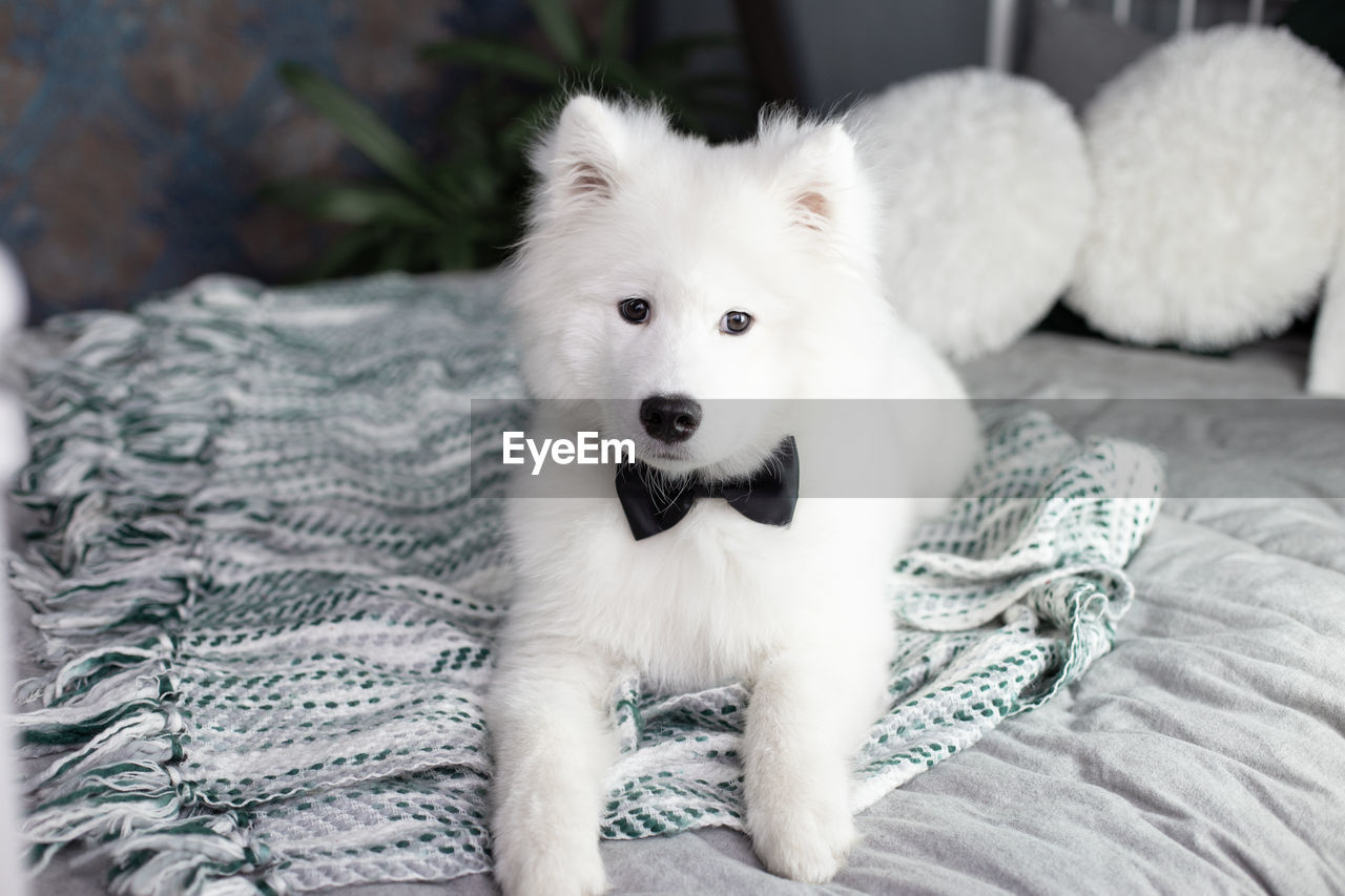 PORTRAIT OF WHITE DOG LYING ON BED AT HOME