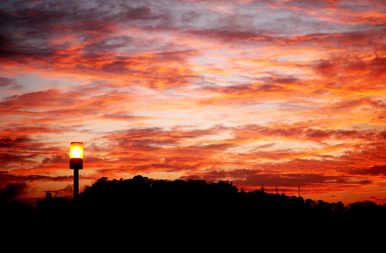 SILHOUETTE TREES AGAINST ORANGE SKY