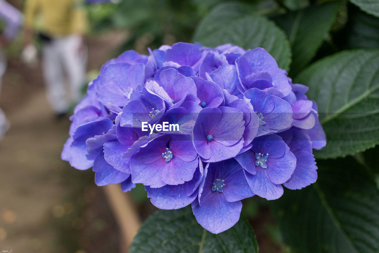 flower, flowering plant, plant, purple, freshness, beauty in nature, close-up, nature, leaf, plant part, growth, petal, hydrangea, inflorescence, flower head, blue, fragility, outdoors, springtime, focus on foreground, botany, food and drink, garden, no people, day, food, summer, hydrangea serrata, blossom