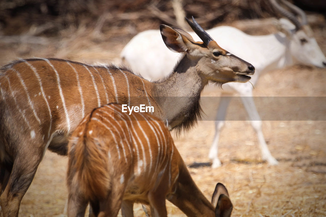 Oryxes on field