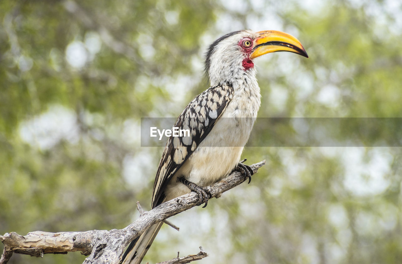 Low angle view of bird perching on tree