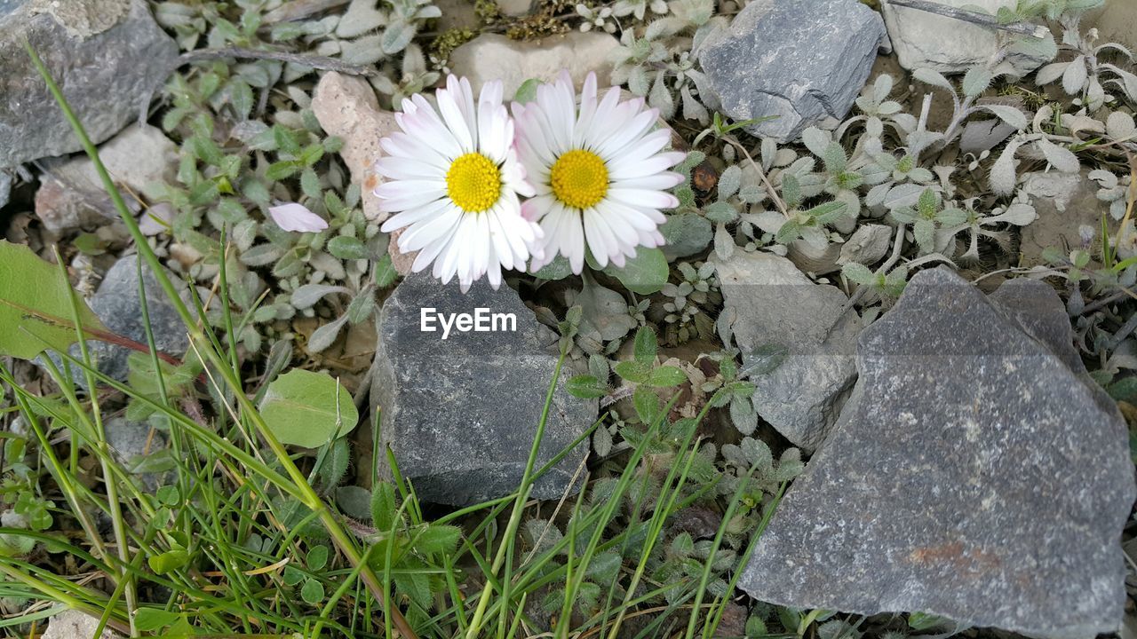 CLOSE-UP OF FLOWERS