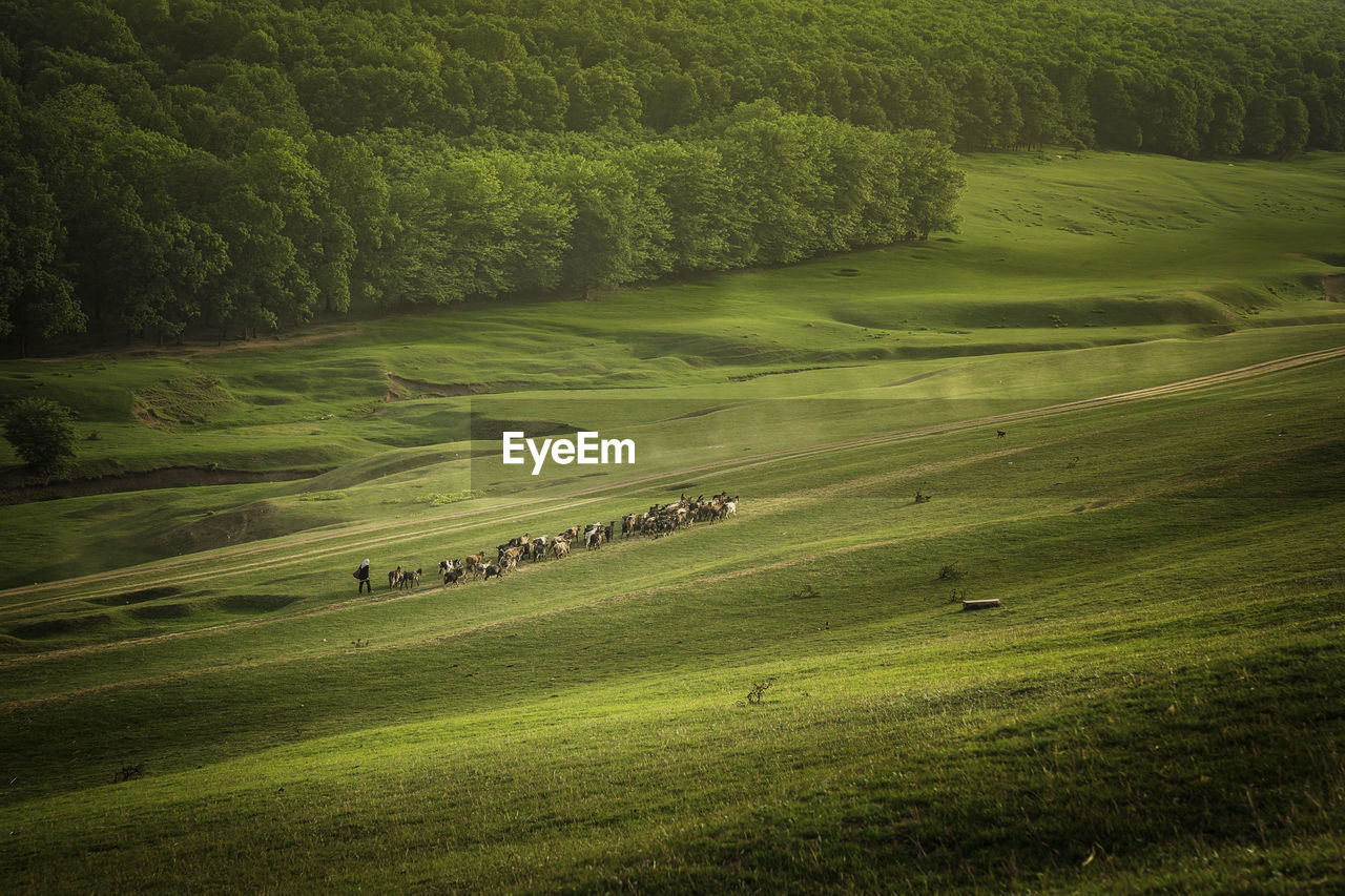 Scenic view of grassy field