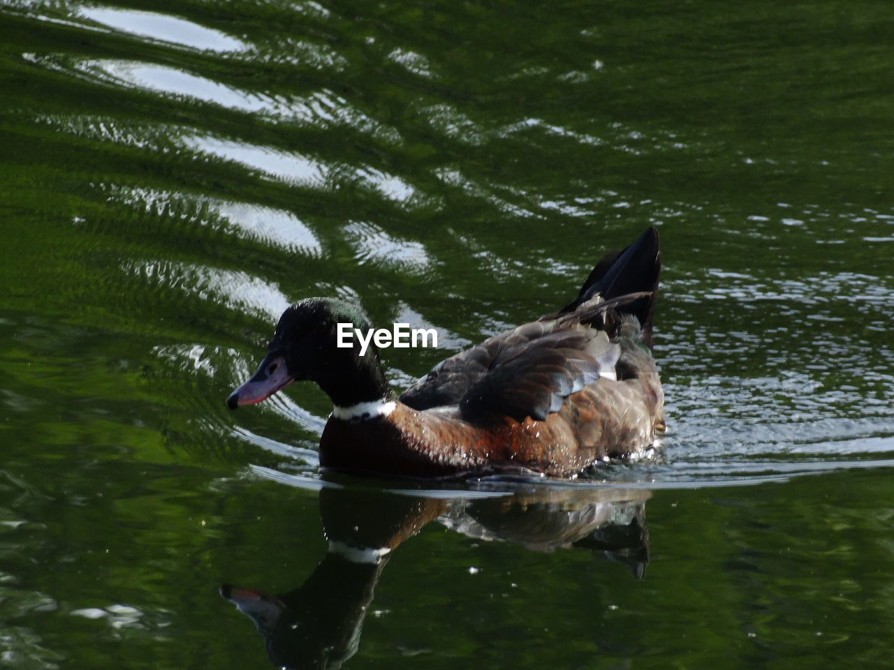 Close-up of mallard duck swimming in lake