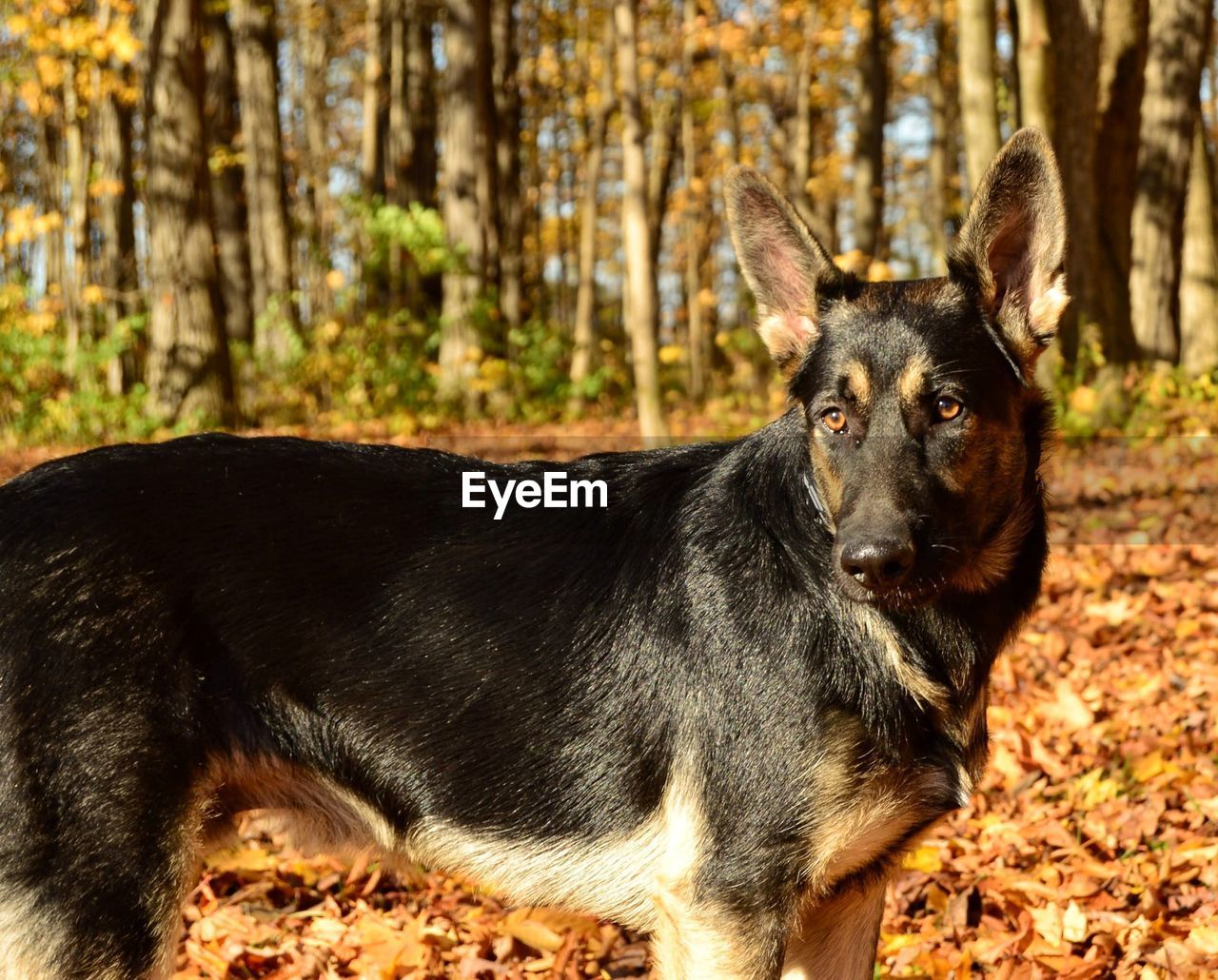 PORTRAIT OF BLACK DOG ON FIELD