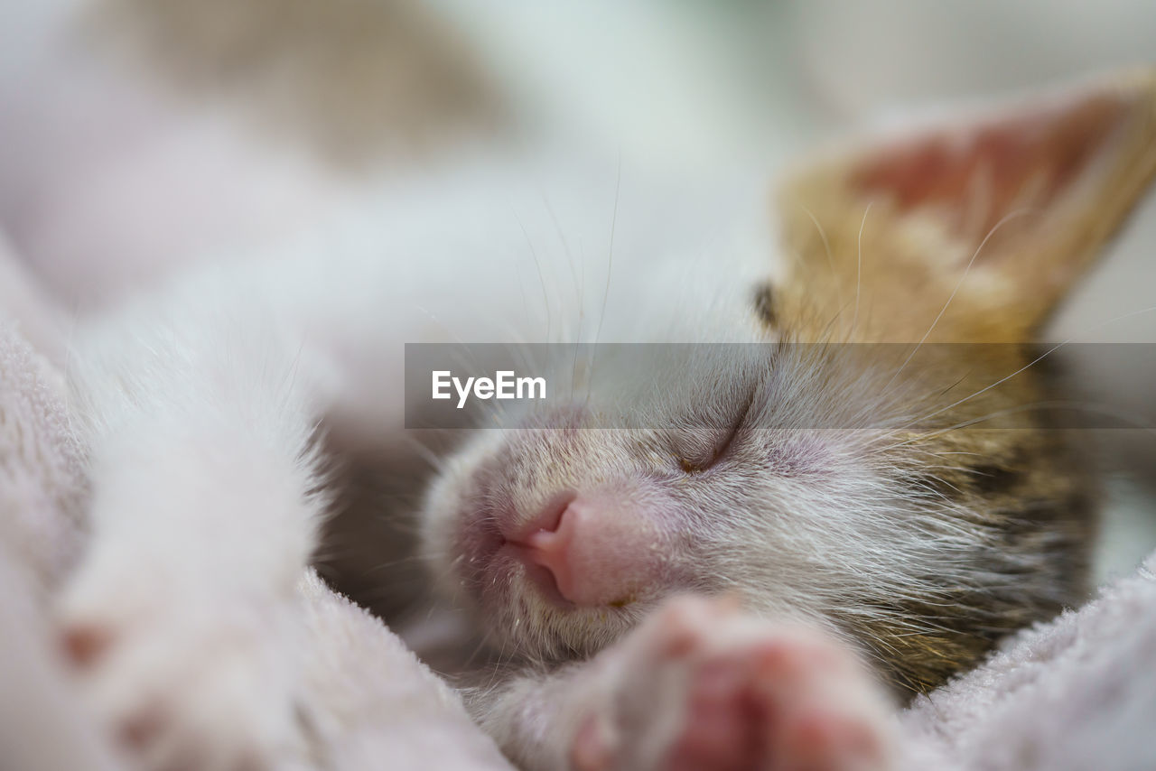 CLOSE-UP OF CAT SLEEPING ON BED