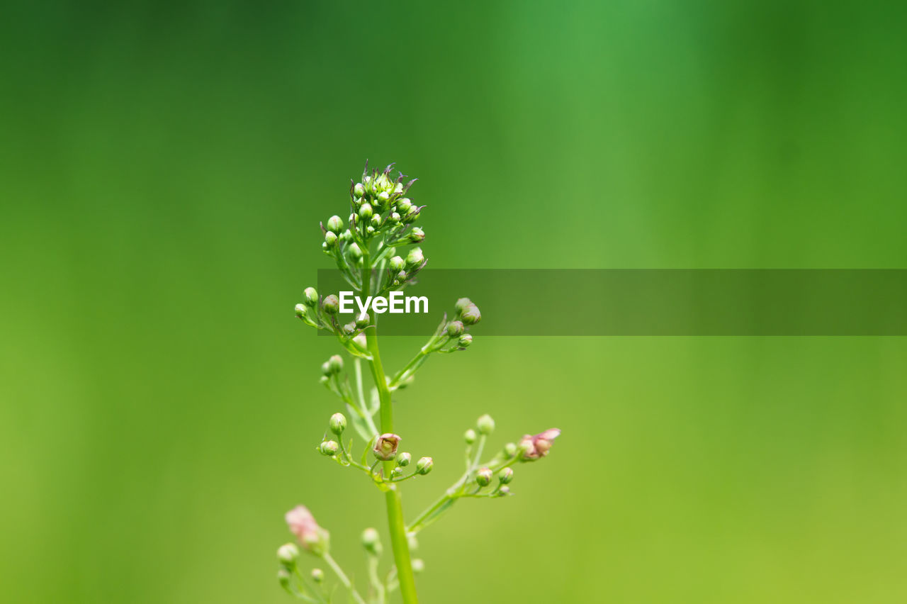 Close-up of flowering plant