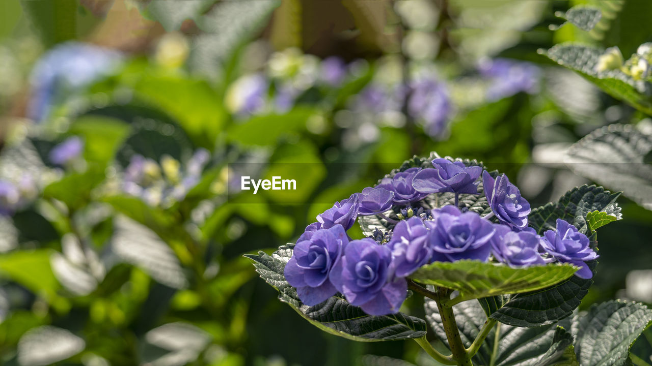 Close-up of purple flowering plant