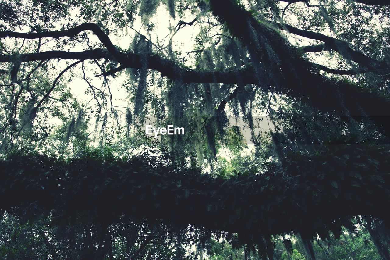 LOW ANGLE VIEW OF BRANCHES AGAINST SKY