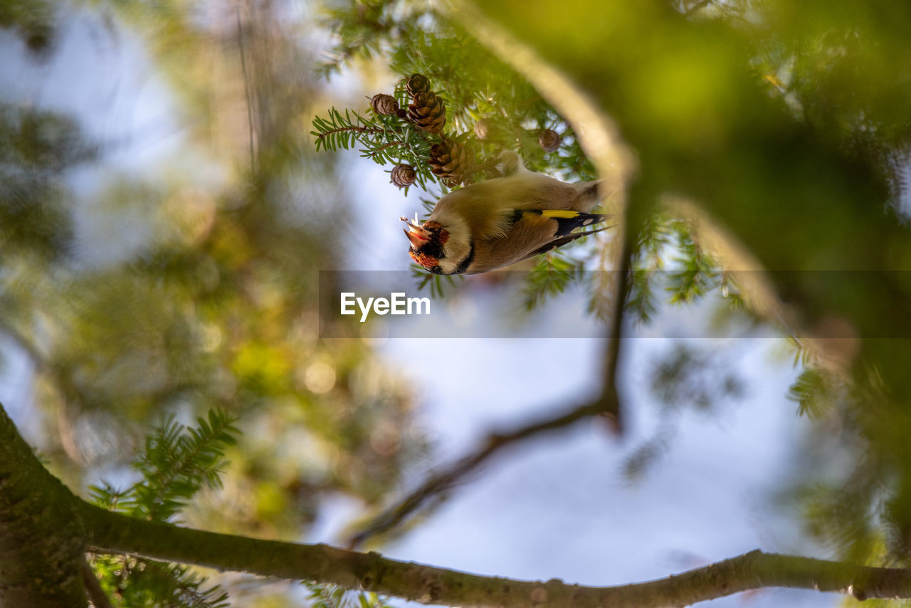 LOW ANGLE VIEW OF BEE FLYING IN THE TREE