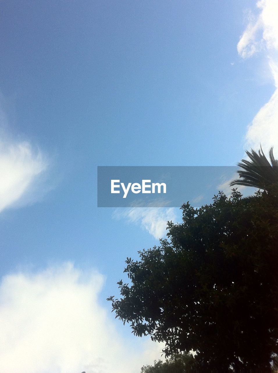 LOW ANGLE VIEW OF TREES AGAINST CLOUDY SKY