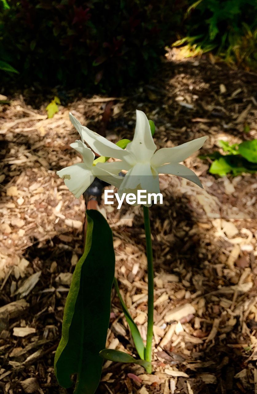 PLANT GROWING IN SUNLIGHT