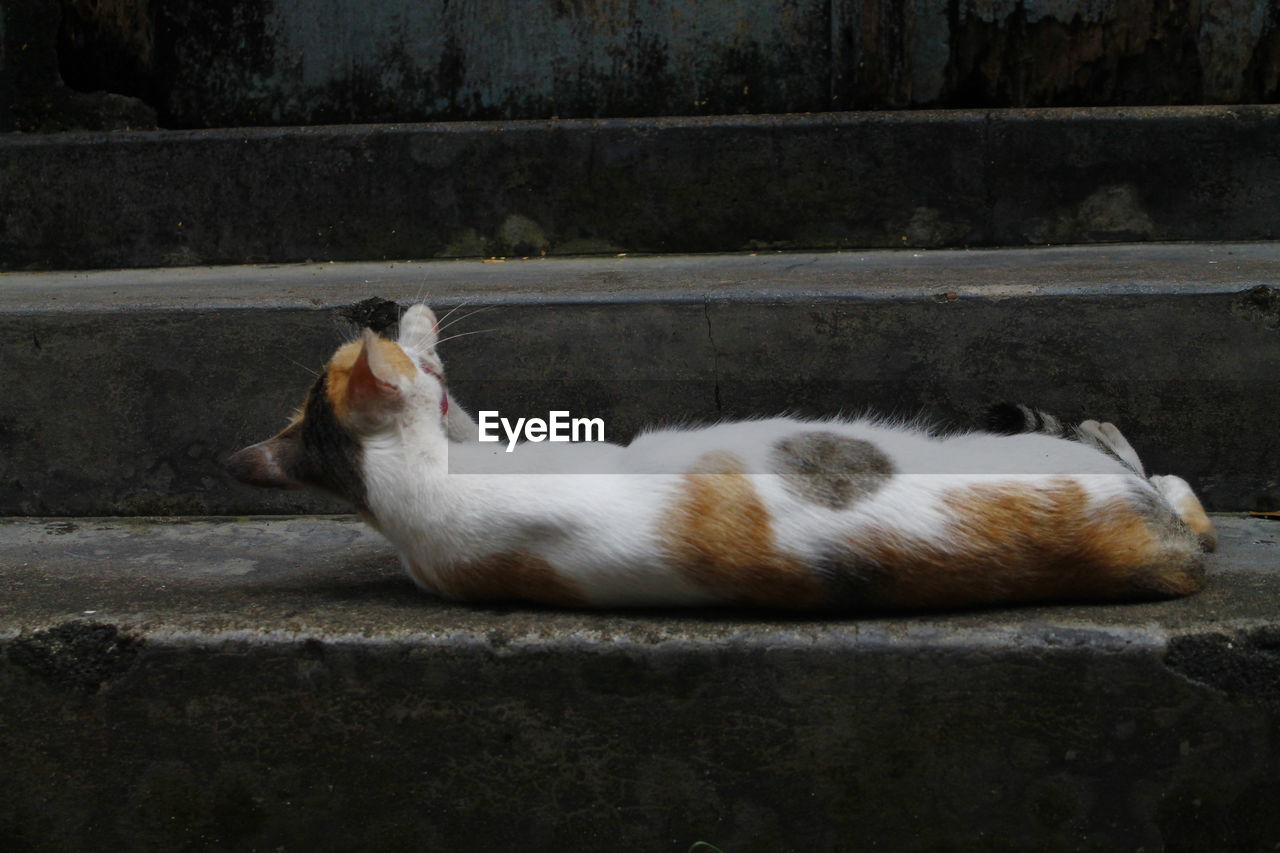 SIDE VIEW OF A CAT LYING ON THE FLOOR