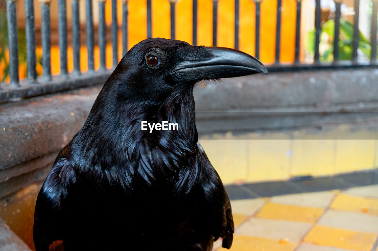 Close-up of a bird looking away