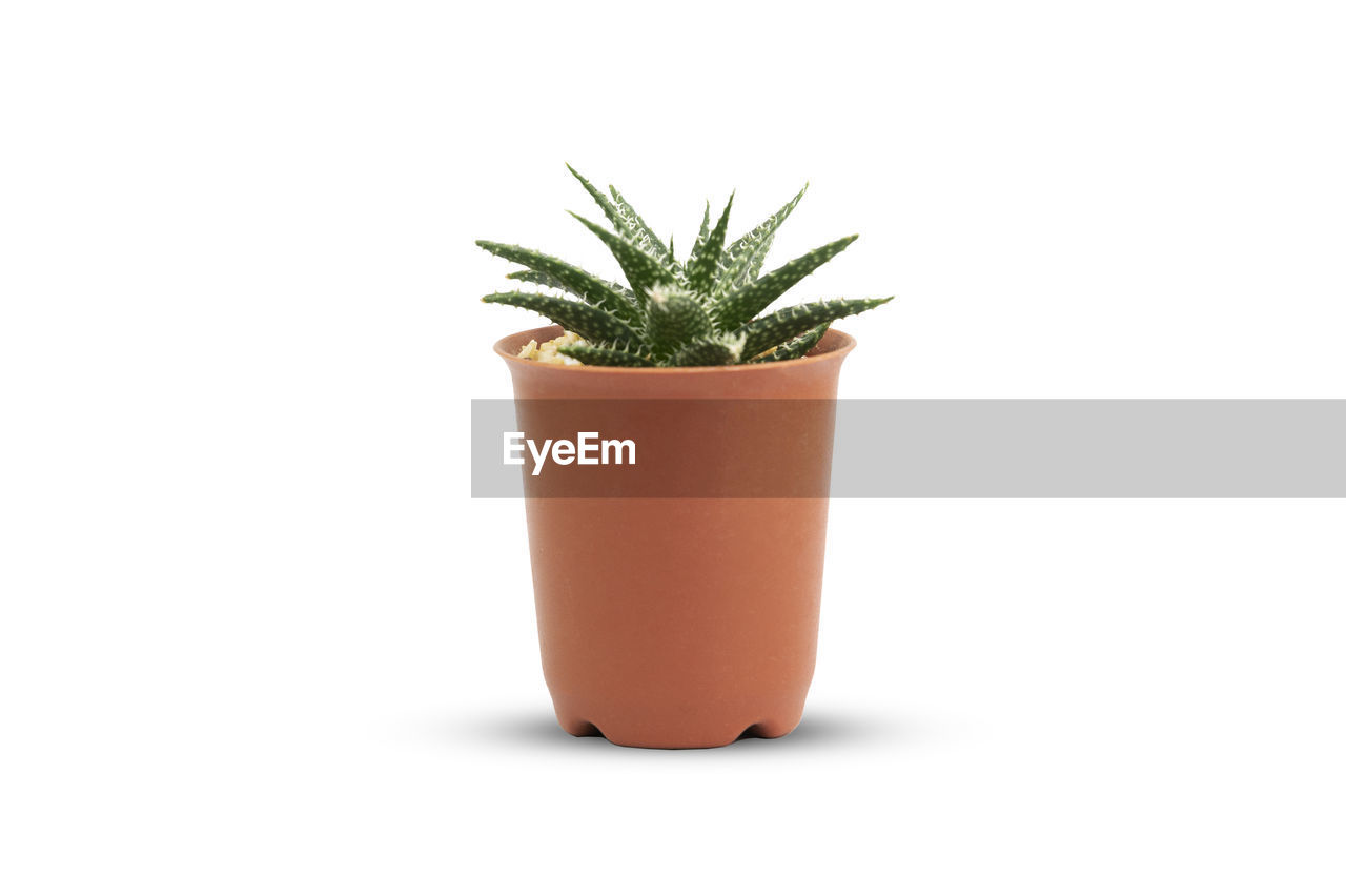 POTTED PLANT AGAINST WHITE BACKGROUND