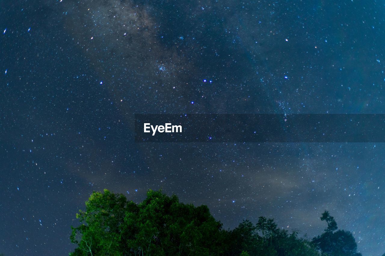 LOW ANGLE VIEW OF TREES AGAINST STAR FIELD