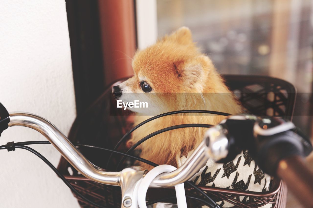 Close-up portrait of a dog in a bicycle basket 