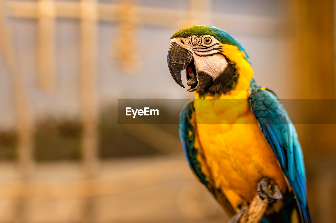 CLOSE-UP OF A PARROT PERCHING ON A YELLOW