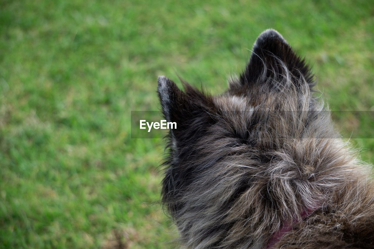 VIEW OF A DOG LOOKING AWAY