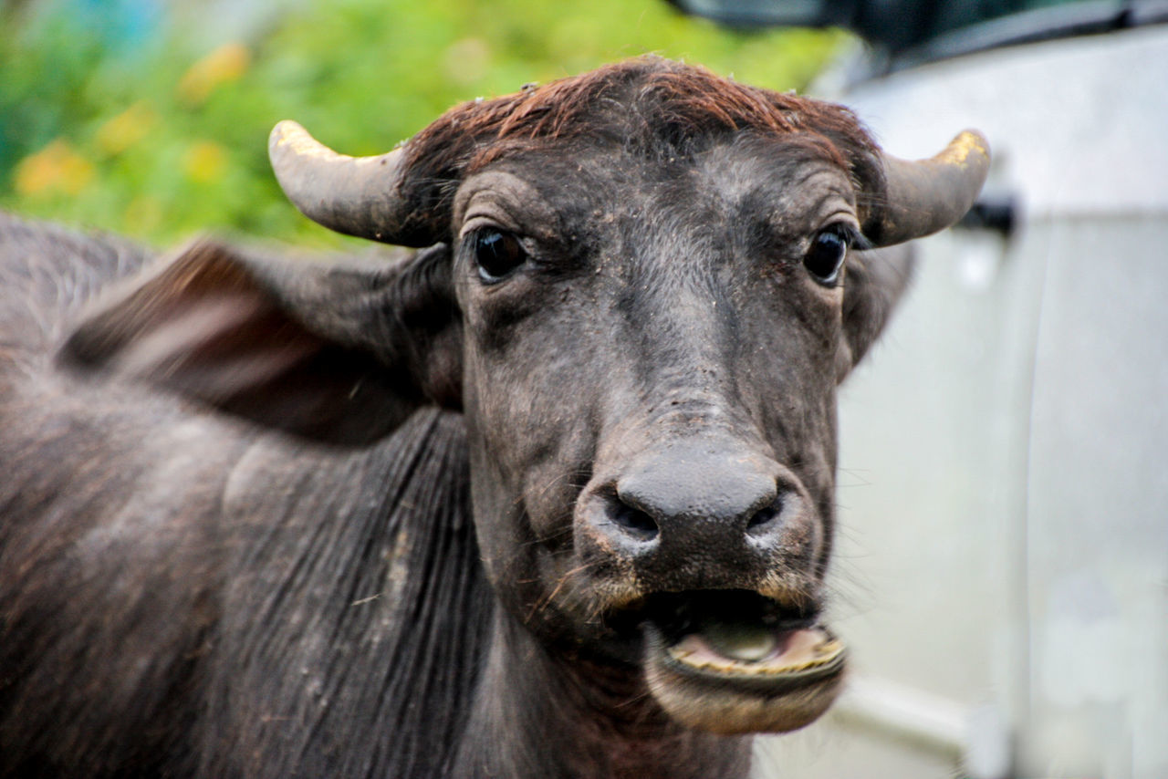 Close-up portrait of cow