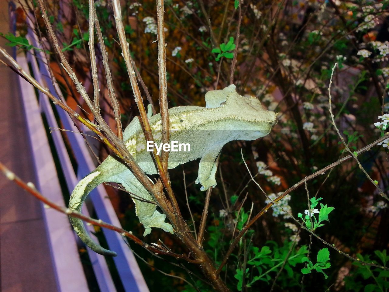 HIGH ANGLE VIEW OF PLANTS