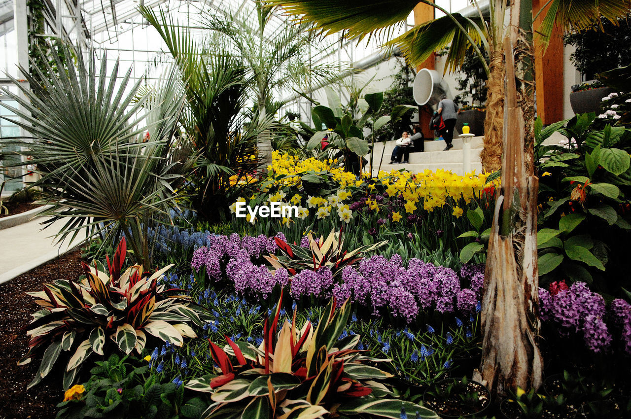 CLOSE-UP OF PLANTS IN GARDEN