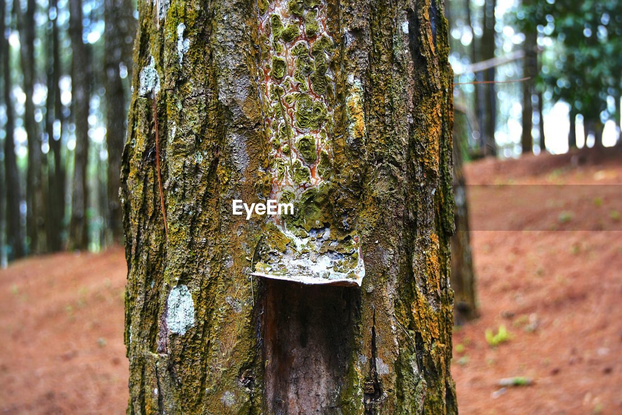 CLOSE-UP OF TREE TRUNK IN MOSS