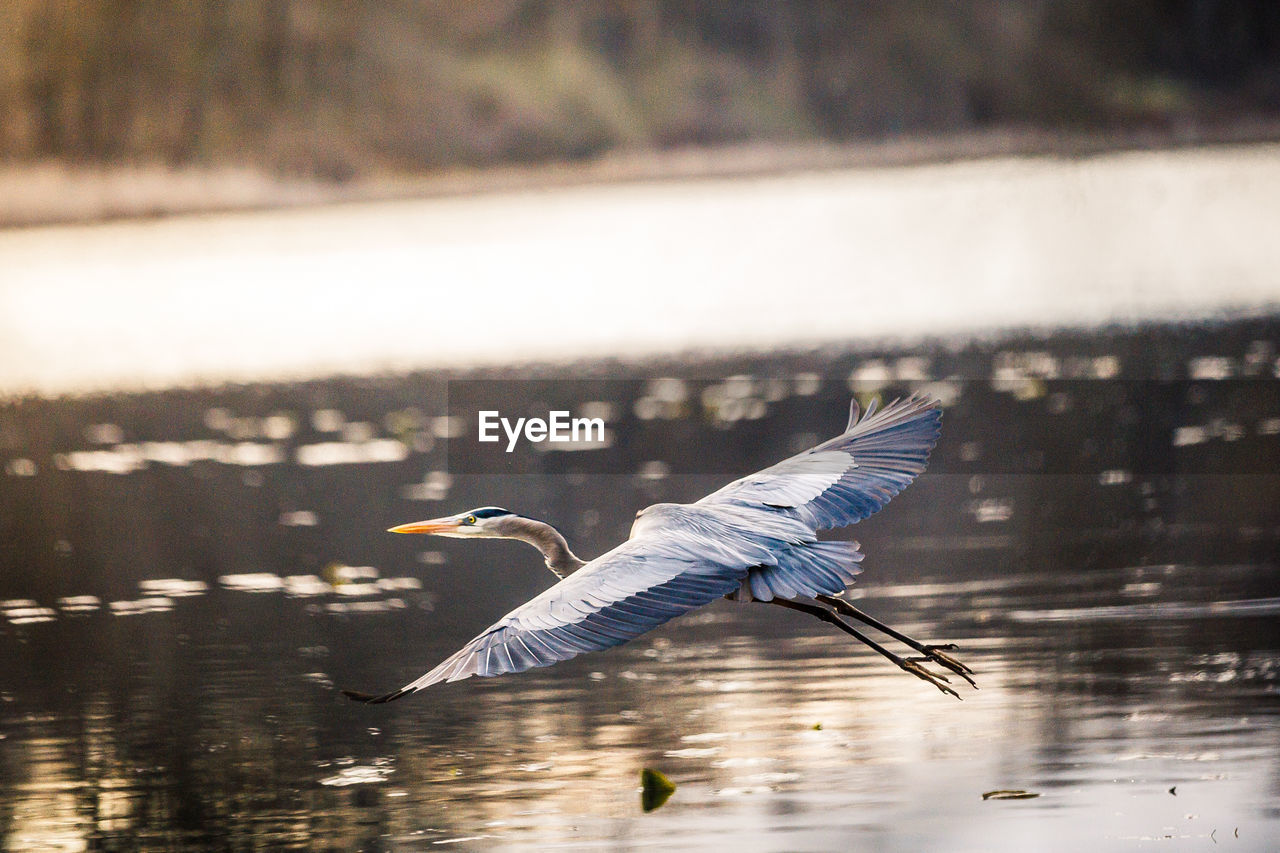 Blue heron in flight 