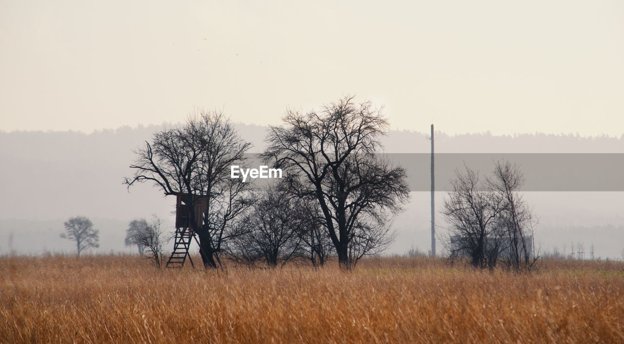 TREES ON FIELD AGAINST SKY