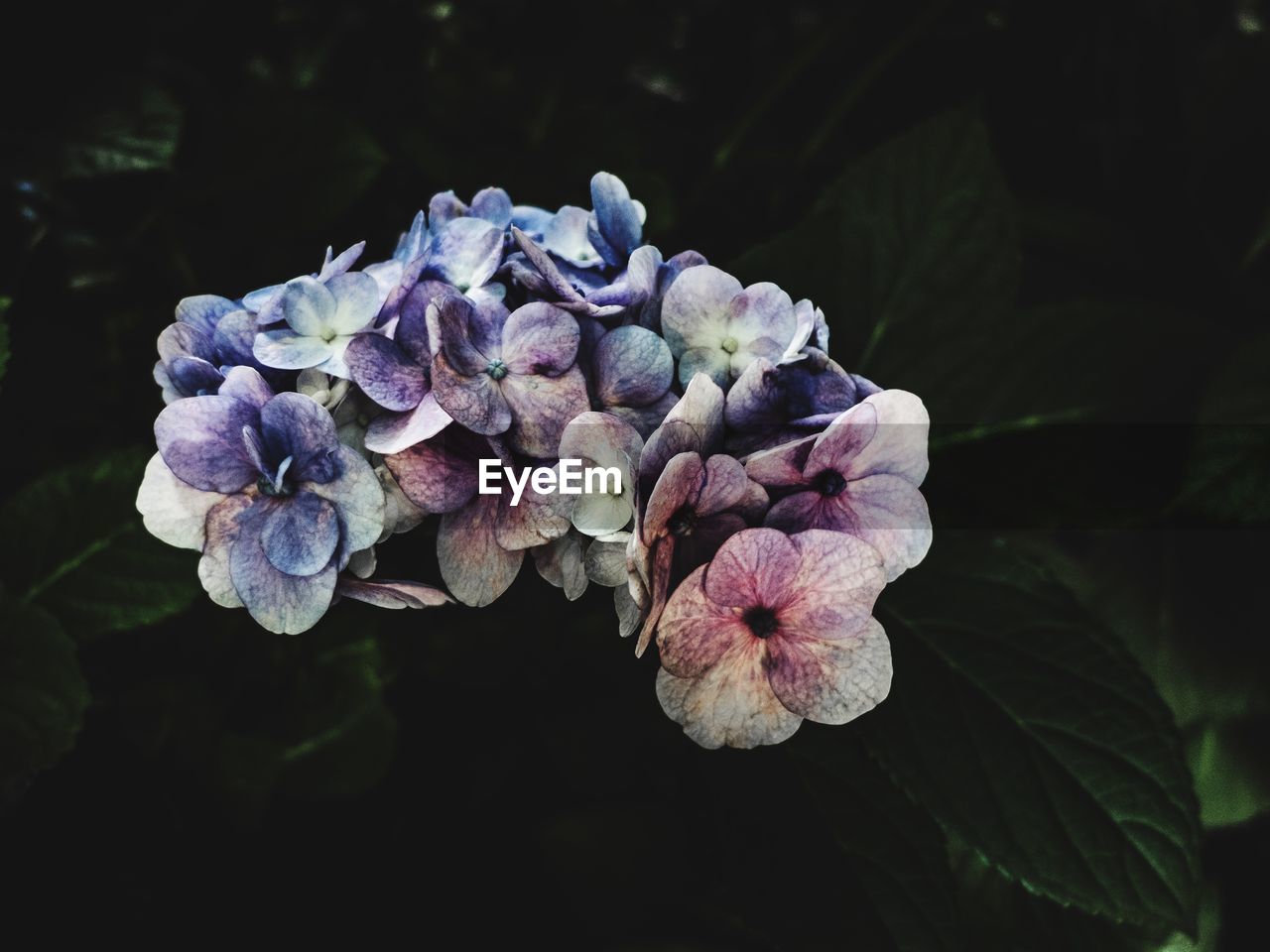 Hydrangea blooming on plant in park