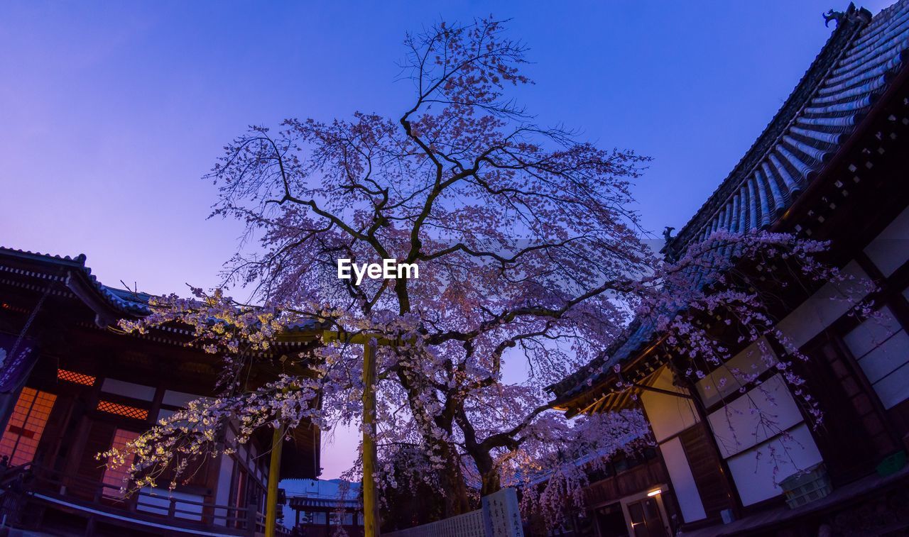 LOW ANGLE VIEW OF CHERRY BLOSSOM TREE AGAINST SKY