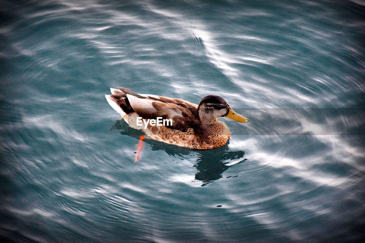 DUCK SWIMMING ON A LAKE
