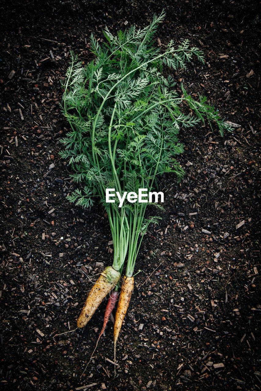 High angle view of carrots on ground