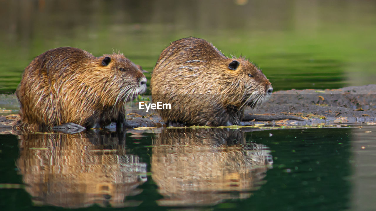 Nutria on the lake