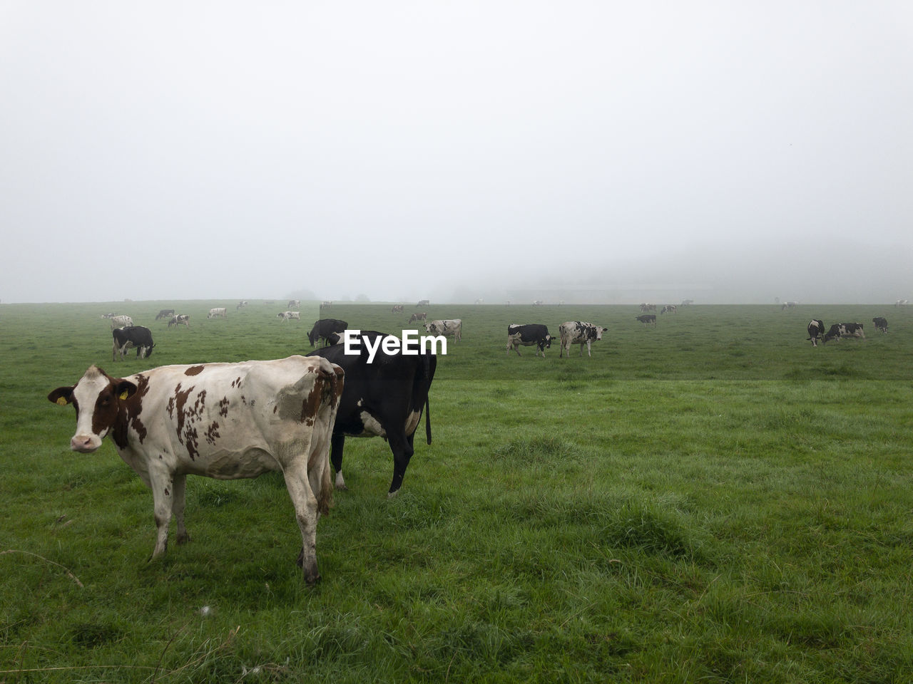 COWS ON FIELD