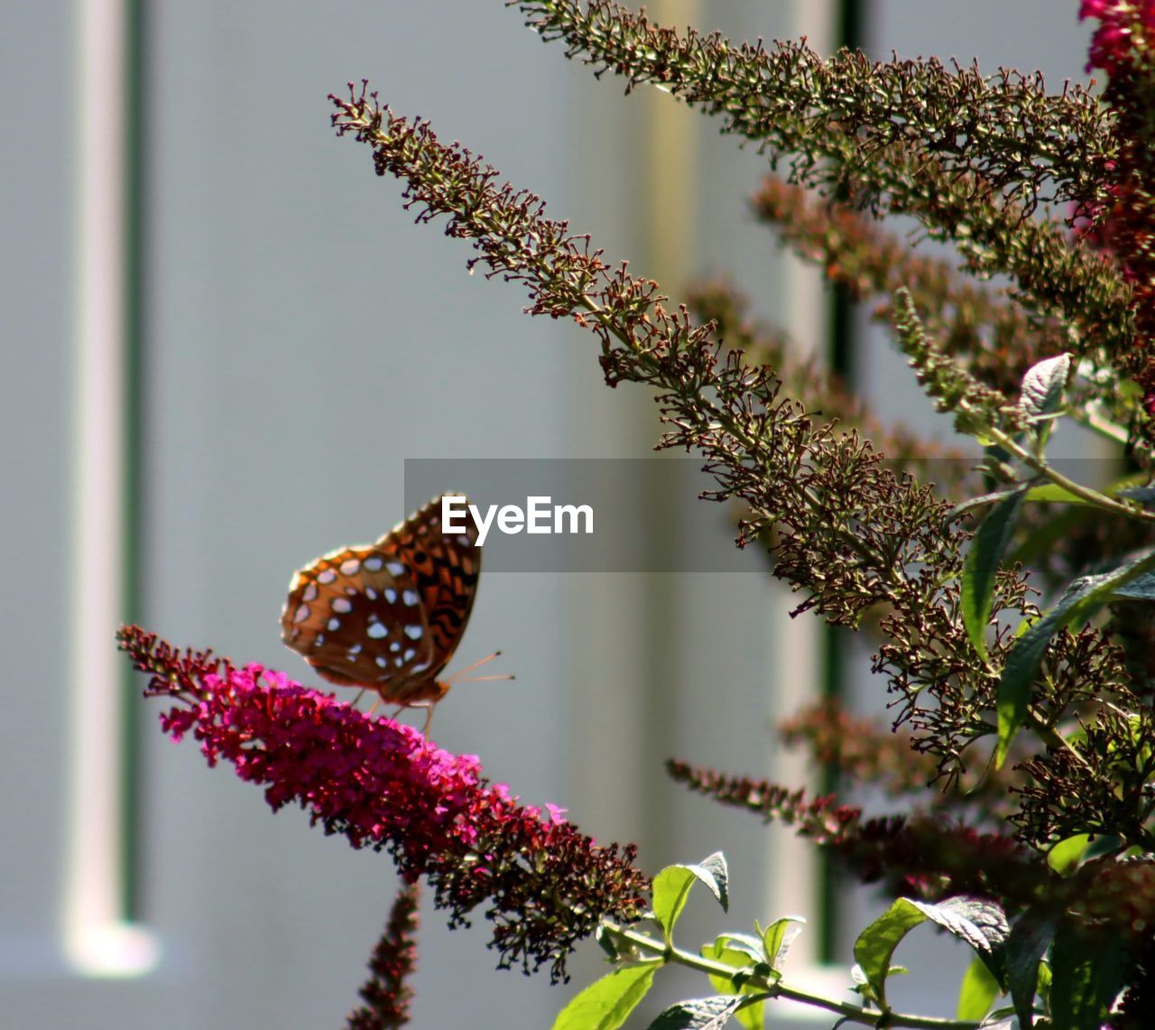 CLOSE-UP OF BUTTERFLY POLLINATING FLOWERS