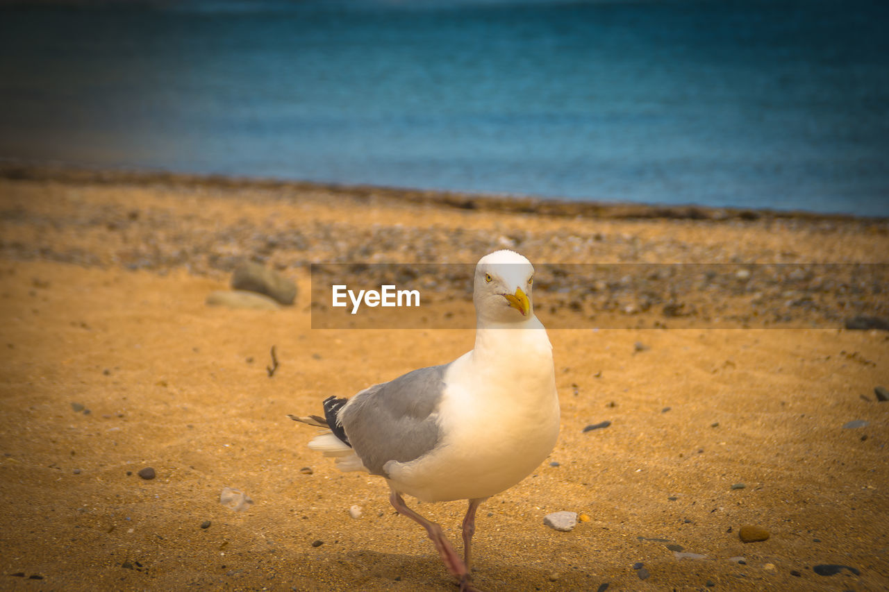 SEAGULL ON SAND