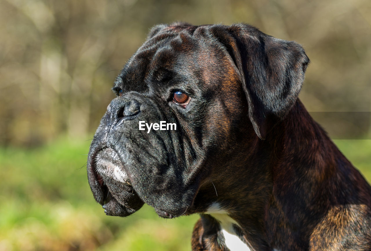 Close-up of boxer dog